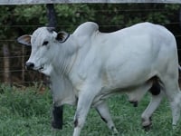 Lote 35