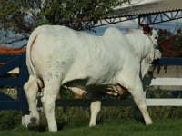 Lote 13