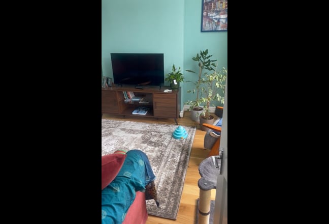 Video 1: Your room