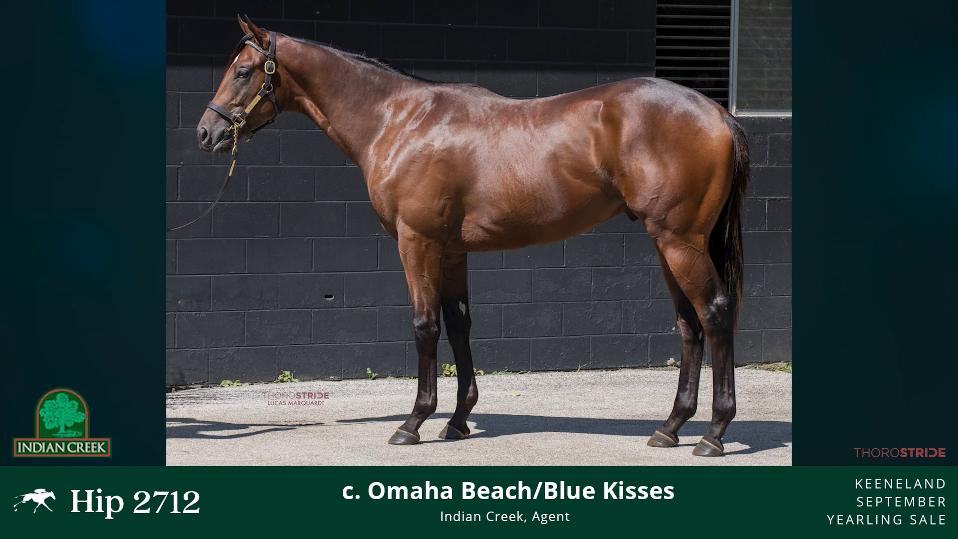 KEESEP25, Hip 2712, c. OMAHA BEACH - BLUE KISSES 24