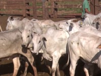 Lote 21