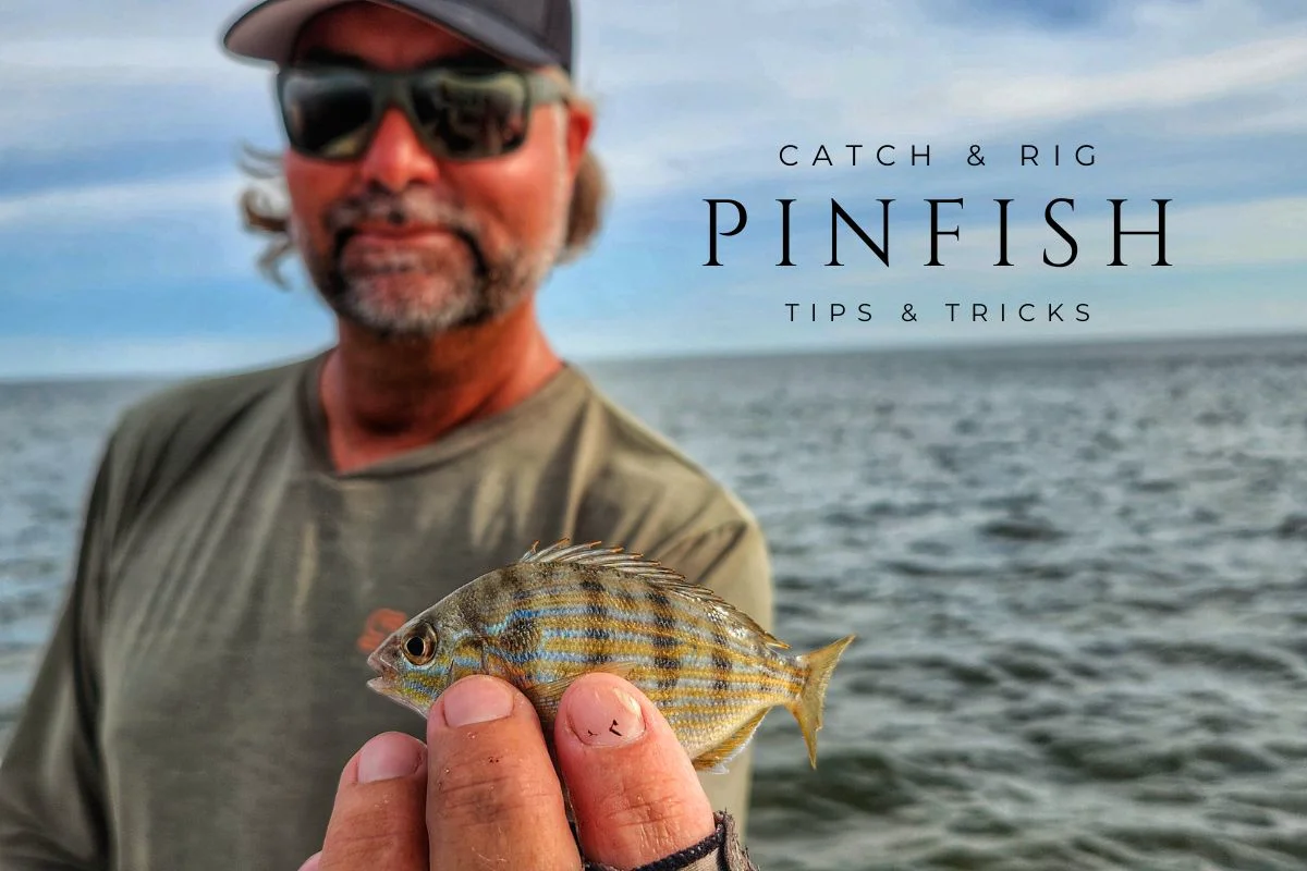 How to Catch and Rig Pinfish In The Spread
