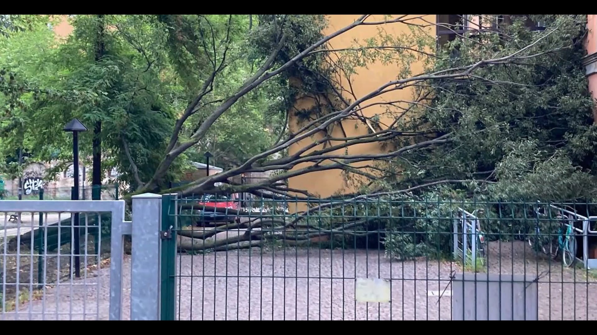 Alberi? C’è chi chiede al comune che vengano tagliati