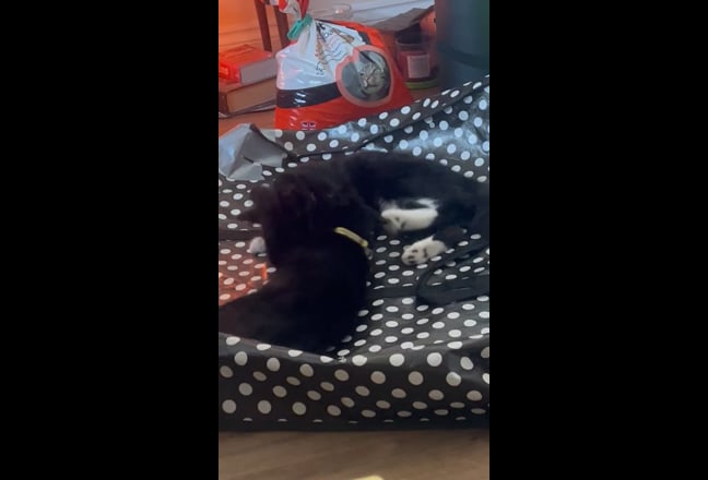 Video 1:
