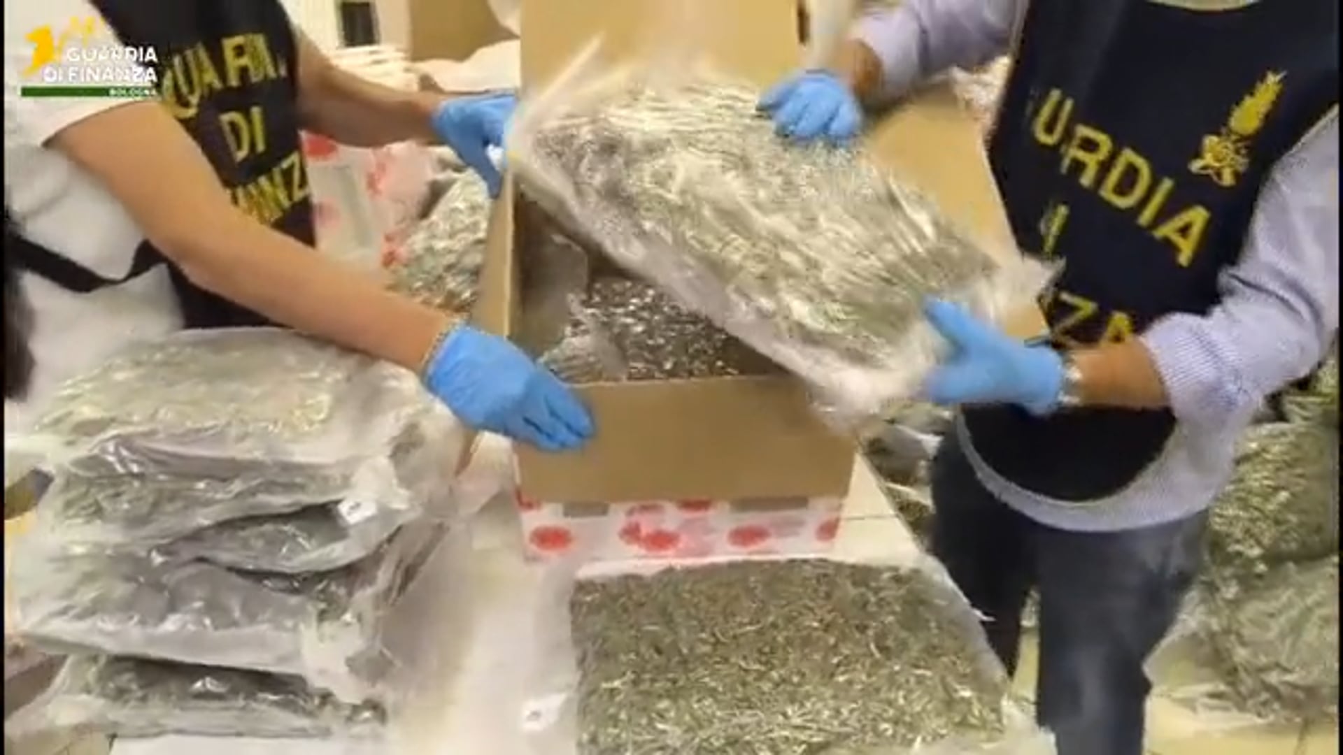 Canapa light esportata come ‘tè verde’: imprenditore agricolo smascherato dalla Finanza