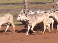 Lote 25