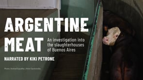 Animal Equality exposes cruelty in Argentina slaughterhouses