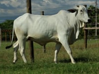 Lote 14