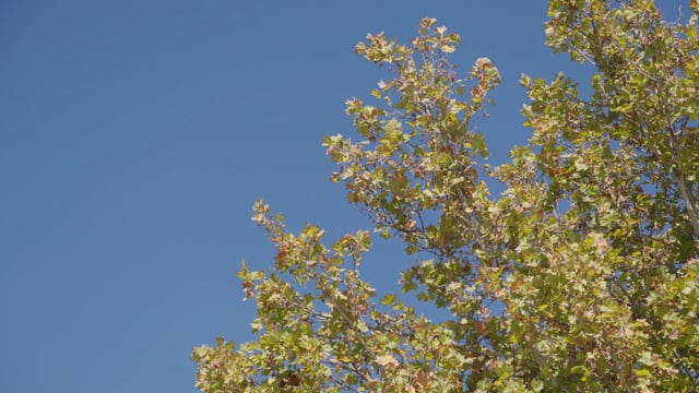 Goodstart Early Learning Cowandilla video thumbnail 17