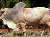 Lote 02