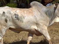 Lote 05