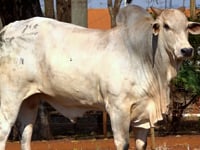 Lote 06