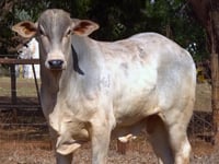 Lote 17