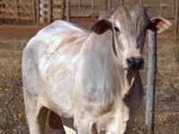 Lote 20
