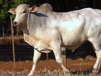 Lote 21