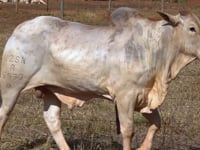 Lote 22