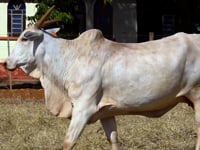 Lote 23