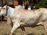 Lote 24