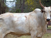 Lote 26