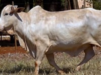Lote 27
