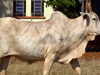 Lote 29