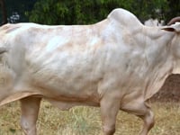 Lote 30