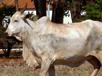 Lote 31