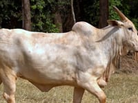 Lote 37