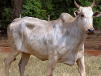 Lote 39