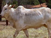 Lote 41