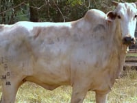 Lote 46