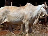 Lote 47