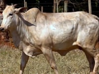 Lote 49