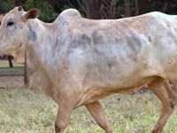 Lote 50