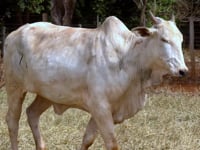 Lote 48