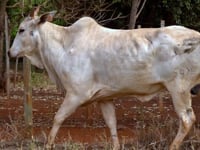 Lote 51