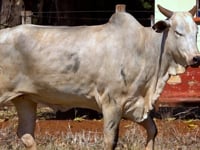 Lote  53