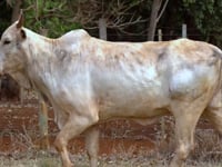Lote 54