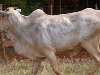 Lote 55