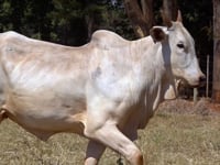 Lote 56
