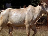 Lote 57