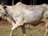Lote 58