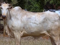 Lote 59