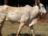 Lote 60
