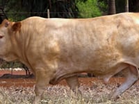 Lote 65