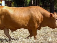 Lote 66
