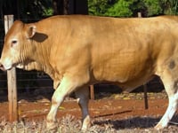 Lote 67