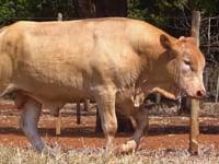 Lote 68