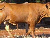 Lote 69
