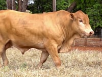 Lote 70